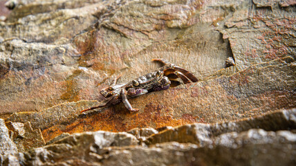 Front View of a Crab on a Rock Wall. Close-Up View of a Crab. Nature Concept. Wildlife Concept