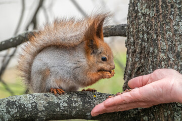 A squirrel in the spring or autumn eats nuts from a human hand. Eurasian red squirrel, Sciurus vulgaris