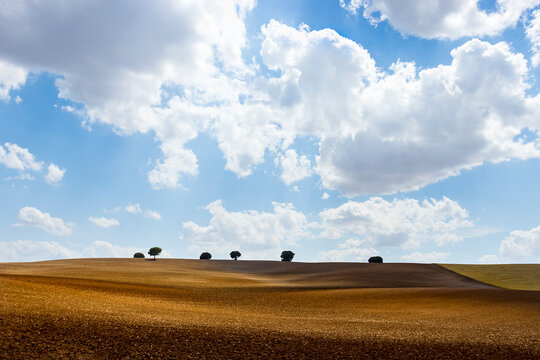 PAISAJE DE CAMPO CON SIEMBRAS Y HORIZONTE CON &Aacute;RBOLES Y CIELO AZUL CON NUBES EN CASTILLA LA MANCHA, ESPA&Ntilde;A