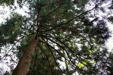 Murouji Temple in Nara.