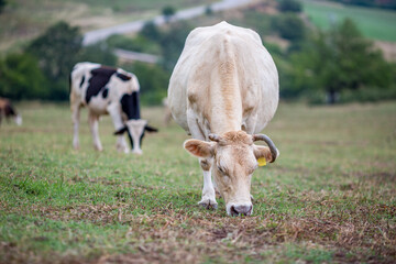 Fototapeta premium Close up of white cow feeding, eating green grass on a mountain meadow. Another black and white cow blurred in the background with trees, country life