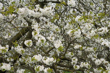 Fruitbomen; Orchards