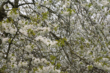 Fruitbomen; Orchards