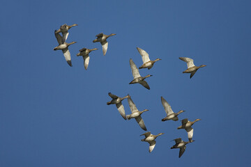 Gadwall, Krakeend, Anas strepera