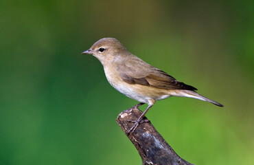 Tuinfluiter, Garden Warbler, Sylvia borin