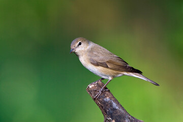 Tuinfluiter, Garden Warbler, Sylvia borin