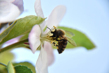 Macro shot of a thirsty little bee eagerly sucking nectar from a gentle pink flower