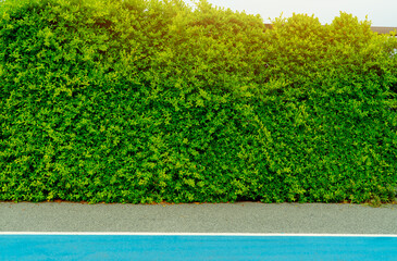 Green hedge plants. Small green leaves in hedge wall at car parking lot. Eco evergreen hedge wall...