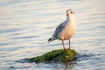 Seagull sits on stone cliff at the sea shore