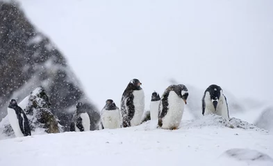 Fotobehang Gentoo Penguin, Ezelspinguïn, Pygoscelis papua © AGAMI