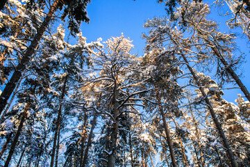 Obraz premium crowns of pines and firs,covered with a thick layer of snow against the blue sky