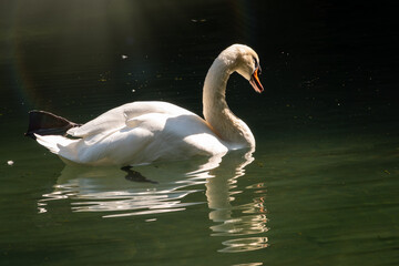 A graceful white swan swimming on a lake with dark green water. The white swan is reflected in the water
