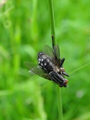 Graue Fleischfliegen bei der Paarung an einem Grashalm