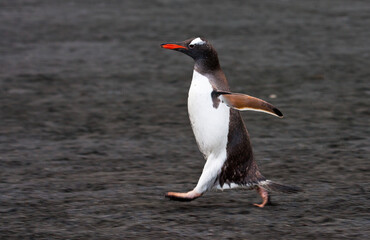 Naklejka premium Ezelspinguïn, Gentoo Penguin, Pygoscelis papua
