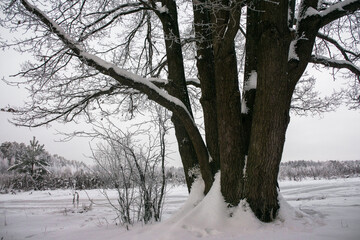 old oaks covered with ice and snow on a frosty, gloomy day.winter landscape