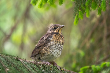 A fieldfare chick, Turdus pilaris, has left the nest and is sitting on a branch. A chick of...
