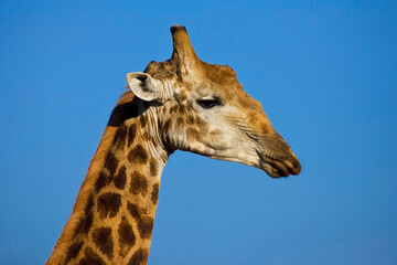 Giraffe, Giraffe, Giraffa camelopardalis © AGAMI