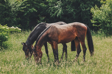 Two beautiful horses grazing in the meadow.