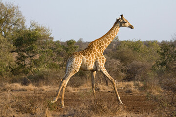 Naklejka na ściany i meble Giraffe, Giraffe, Giraffa camelopardalis