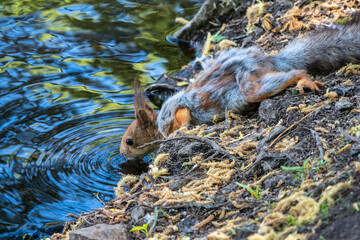 The squirrel with shedding hair drinks water from pond in the spring or summer.