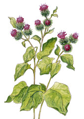 Watercolor illustration of burdock flowers isolated on white background - obrazy, fototapety, plakaty
