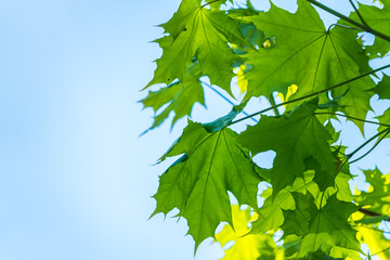 Spring branches of maple tree with fresh green leaves on a background of blue sky.