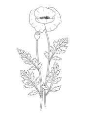 Poppies flowers graphics black and white vector illustration. Provence wildflowers	