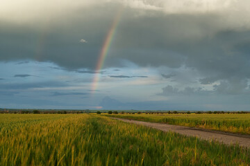 Agricultural field for growing young wheat, barley, rye. Beautiful spring landscape with stormy sky and rainbow