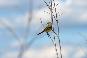 Western yellow wagtail (Motacilla flava)  on a dry branch of a bush against the sky.Space for text