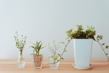 並んだ観葉植物と花瓶