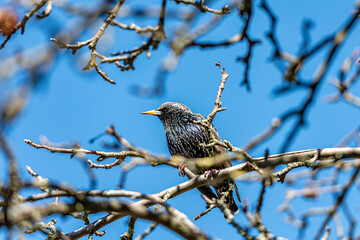 Vogel (Star) sitzt auf einem Ast und sucht Nahrung.