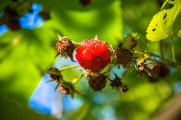 raspberry bushes in a pine forest.ripe juicy red berries on a bush branch	