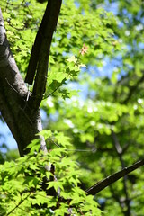 Fototapeta premium 新緑の森