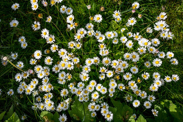 Beautiful group of white and yellow small and tender wild flowers with a green grass background. Beauty in Nature.