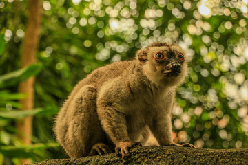 lemur sitting on a tree