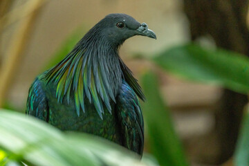 Obraz premium collar pigeon 
