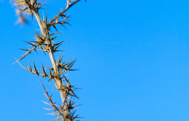 Dry Prickly Plant Against Blue Sky, Nature Backround, Survival, Space fot Text