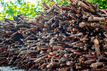 Branch-timber of cut vines. Close up selective focus. Natural texture. Agriculture and wine production.