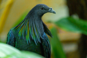 collar pigeon
