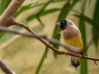 Gouldamadine (Erythrura gouldiae)
