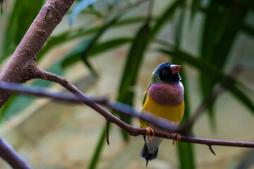 Gouldamadine (Erythrura gouldiae)
