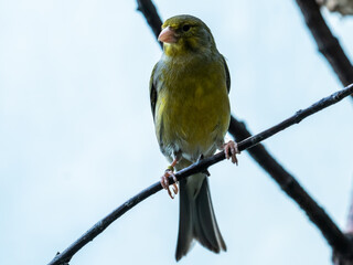 yellow and green bird