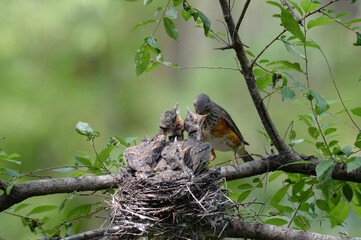 Gray-backed Thrush is feeding the juvenile birds in the nest.