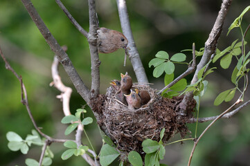 Red-headed Parrotbill is feeding the juvenile birds in the nest.