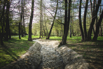 River among the trees