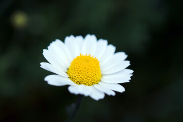 Fototapeta premium Blooming chamomile field, chamomile flowers. Beautiful nature scene with blooming medical daisies