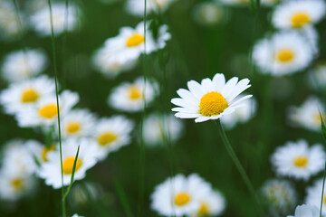 Fototapeta premium Blooming chamomile field, chamomile flowers. Beautiful nature scene with blooming medical daisies