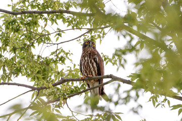  A brown hawk owl is Korea’s natural treasure number 324-3.