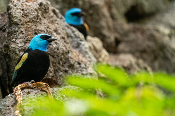 blue bird on a branch