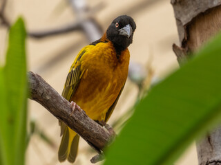 black headed weaver
